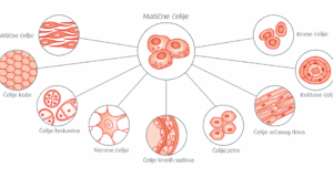 Hitno potrebni donori matičnih ćelija za troje Nišlija Matične ćelije