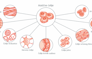 Hitno potrebni donori matičnih ćelija za troje Nišlija Matične ćelije