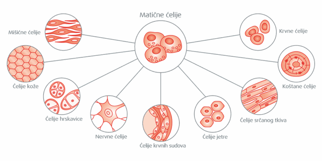 Matične ćelije Matične ćelije
