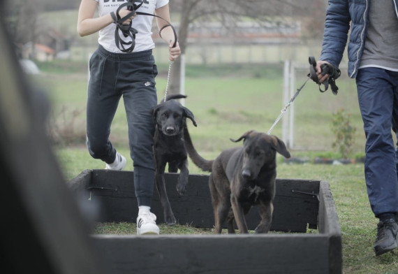 Fondacija Divac azile za životinje