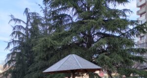 JKP „Mediana“: Planirani radovi na održavanju javnih površina u Nišu