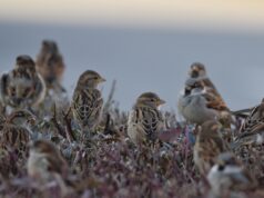 Uticaj pirotehnike – jedni slave, drugi stradaju Vrapci