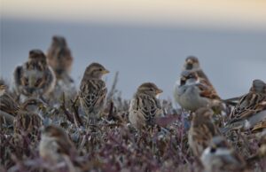 Uticaj pirotehnike – jedni slave, drugi stradaju Vrapci