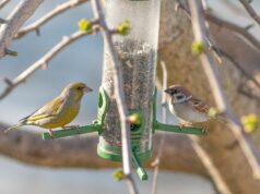 Sat vremena za ptice – pridružite se akciji „Ptice moje hranilice” Akcija ptice moje hranilice