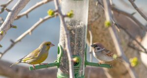 Sat vremena za ptice – pridružite se akciji „Ptice moje hranilice” Akcija ptice moje hranilice