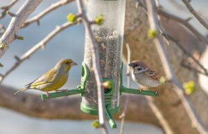 Sat vremena za ptice – pridružite se akciji „Ptice moje hranilice” Akcija ptice moje hranilice