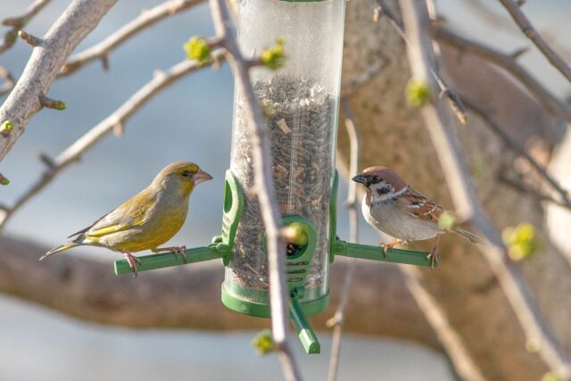 Akcija ptice moje hranilice