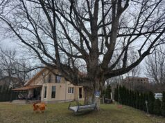 Borba za zaštitu viševekovne crne topole u Donjoj Vrežini: „Ovo drvo je zapis i svedok istorije” Viševekovna crna topola u Donjoj Vrežini