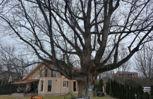 Borba za zaštitu viševekovne crne topole u Donjoj Vrežini: „Ovo drvo je zapis i svedok istorije” Viševekovna crna topola u Donjoj Vrežini