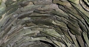 Otrovala pse pa ih bacila u bunar. Policija podnosi prijavu protiv Aleksinčanke Otrovani psi bačeni u bunar