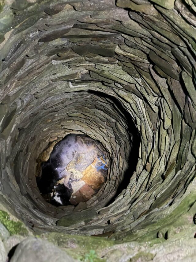 Otrovani psi bačeni u bunar