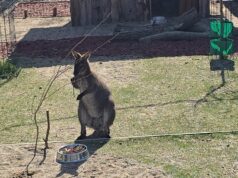 Valabi Dragan atrakcija u niškom Zoo-kutku: Egzotični stanovnik privlači sve više posetilaca Valabi Dragan atrakcija u niškom Zoo-kutku