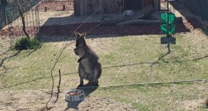 Valabi Dragan atrakcija u niškom Zoo-kutku: Egzotični stanovnik privlači sve više posetilaca Valabi Dragan atrakcija u niškom Zoo-kutku