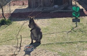 Valabi Dragan atrakcija u niškom Zoo-kutku: Egzotični stanovnik privlači sve više posetilaca Valabi Dragan atrakcija u niškom Zoo-kutku