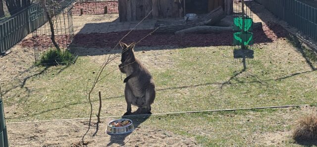 Valabi Dragan atrakcija u niškom Zoo-kutku