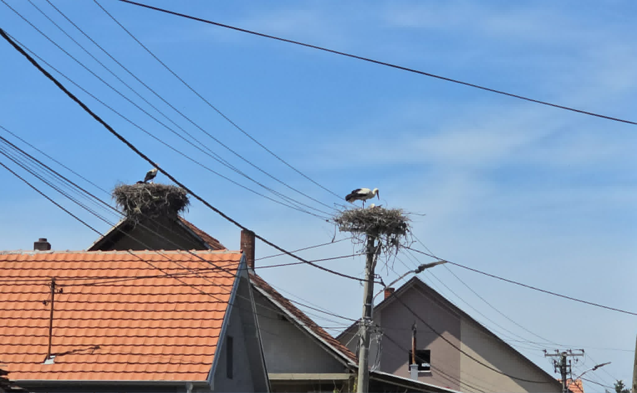 Bele Rode gnezdo na kući i na banderi