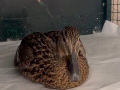 Volonteri spasili i zbrinuli povređenu divlju patku na obali Nišave Divlja patka