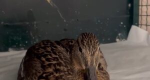 Volonteri spasili i zbrinuli povređenu divlju patku na obali Nišave Divlja patka