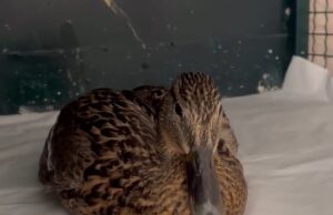 Volonteri spasili i zbrinuli povređenu divlju patku na obali Nišave Divlja patka