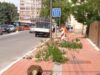 Obnova drvoreda u Voždovoj – posađeno 19 likvidambara Obnova drvoreda u Voždovoj - posađeno 19 likvidambara