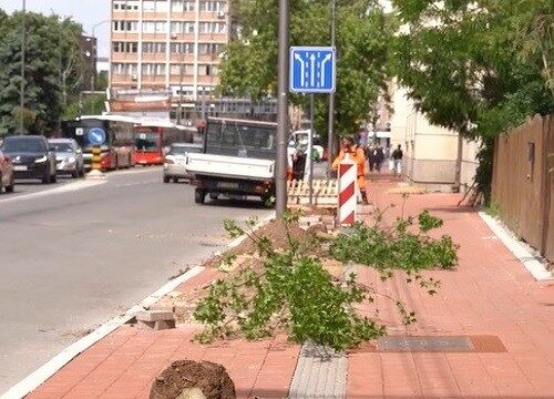 Obnova drvoreda u Voždovoj – posađeno 19 likvidambara Obnova drvoreda u Voždovoj - posađeno 19 likvidambara