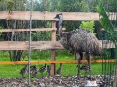 Zoo planet dobio prinove: Izlegli se mali emui u prihvatilištu u Kamenici