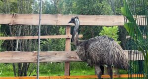 Zoo planet dobio prinove: Izlegli se mali emui u prihvatilištu u Kamenici