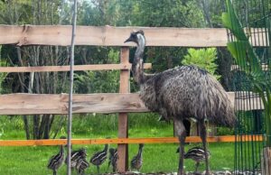 Zoo planet dobio prinove: Izlegli se mali emui u prihvatilištu u Kamenici