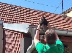 Akcija spasavanja vetruške u centru Niša: Aktivisti spasili majku i mladunče zapetljane u vlaknima džaka