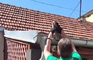 Akcija spasavanja vetruške u centru Niša: Aktivisti spasili majku i mladunče zapetljane u vlaknima džaka
