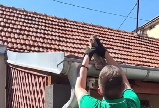Akcija spasavanja vetruške u centru Niša: Aktivisti spasili majku i mladunče zapetljane u vlaknima džaka