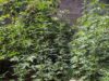 Policija pronašla zasad marihuane u dvorištu kuće u okolini Niša Marihuana