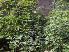 Policija pronašla zasad marihuane u dvorištu kuće u okolini Niša Marihuana