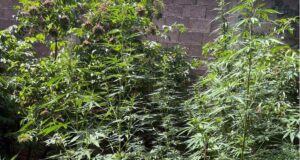Policija pronašla zasad marihuane u dvorištu kuće u okolini Niša Marihuana