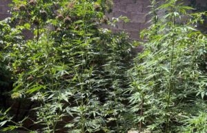 Policija pronašla zasad marihuane u dvorištu kuće u okolini Niša Marihuana