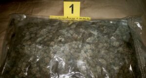 Uhapšen A. R. (2006) iz Niša zbog posedovanja 1. kg marihuane i bega odpolicije Marihuana