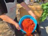 MIRIS PEČENE PAPRIKE OBAVIO NIŠKU TVRĐAVU: Treća Ajvarijada vratila duh tradicije, svekrva i snaja otkrile recept za savršen ajvar