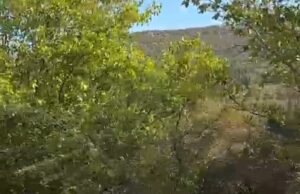 Između sela Jasenovik i Vrelo na putu kod Niša jutros oko 9.15 sati je sletelo teretno vozilo sa puta.