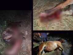 Još jedan konj stradao u Ledenoj steni, od početka godine vozilo naletelo na konje čak pet puta Stradali konj