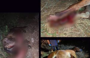 Još jedan konj stradao u Ledenoj steni, od početka godine vozilo naletelo na konje čak pet puta Stradali konj