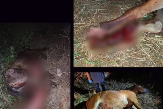 Još jedan konj stradao u Ledenoj steni, od početka godine vozilo naletelo na konje čak pet puta Stradali konj