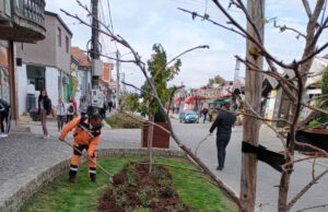 Ekipe JКP „Mediana“ danas će raditi na održavanju javne higijene, uređenju zelenih površina i održavanju drvoreda na više lokacija u Nišu.